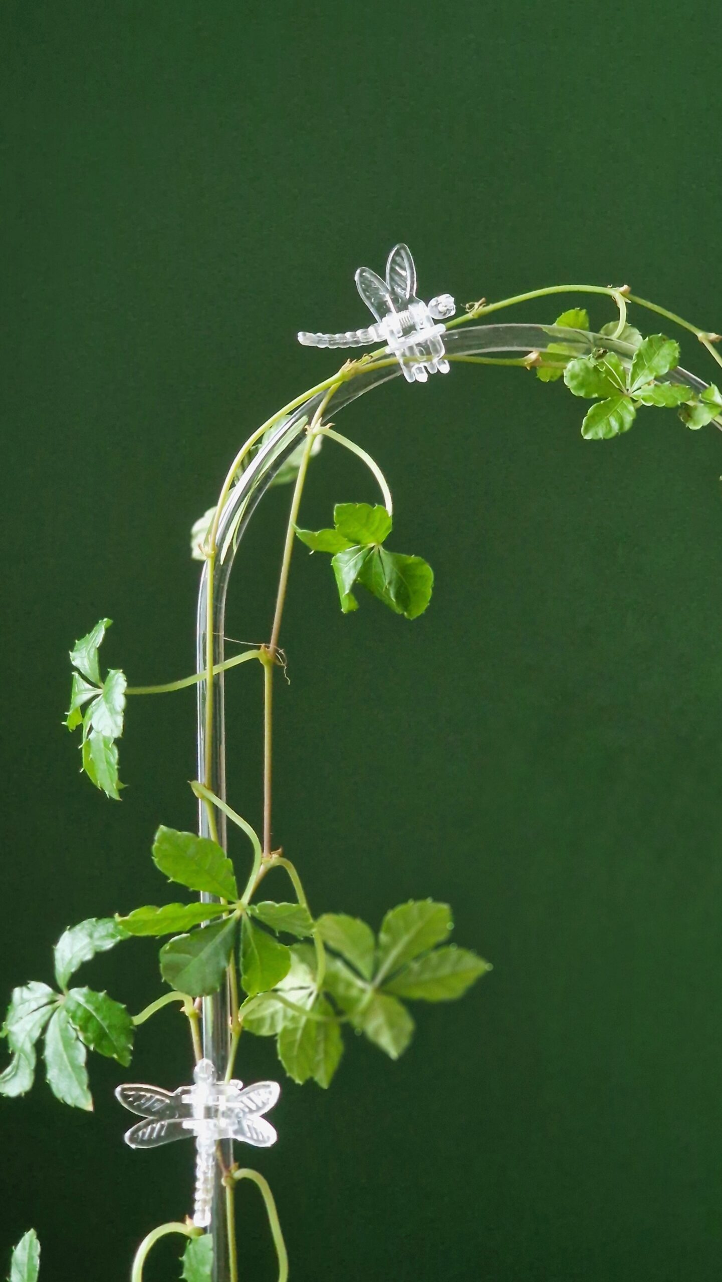 Sudenkorentoklipsi - Image 2