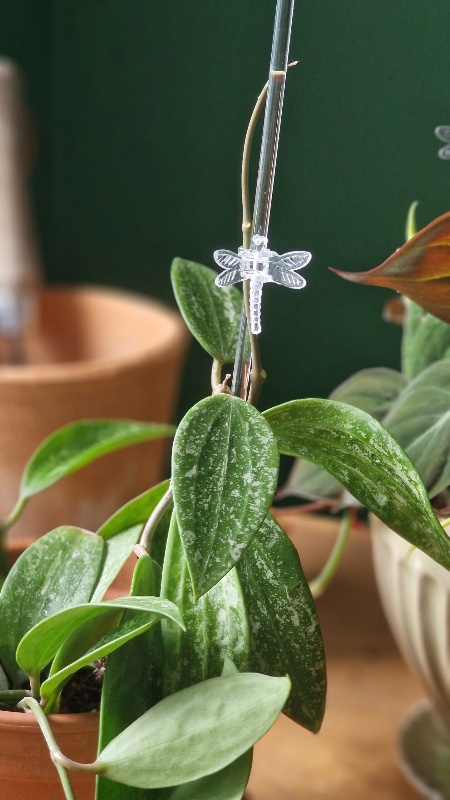 Sudenkorentoklipsi - Image 4