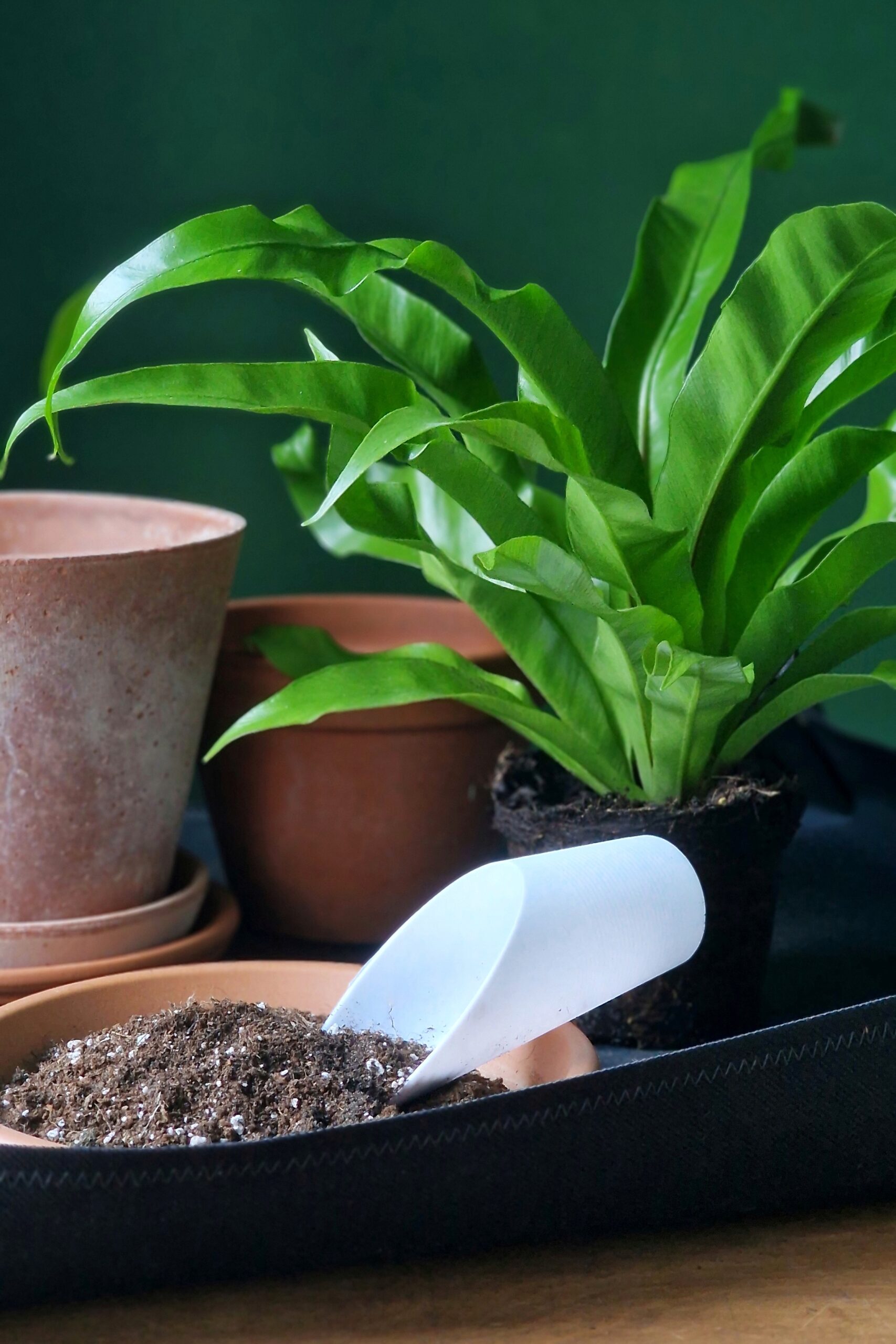 Multalapio - Image 2