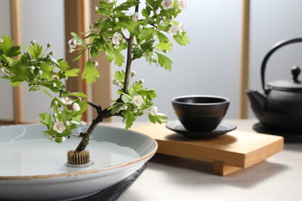 Kenzan kukkasiili - Image 4