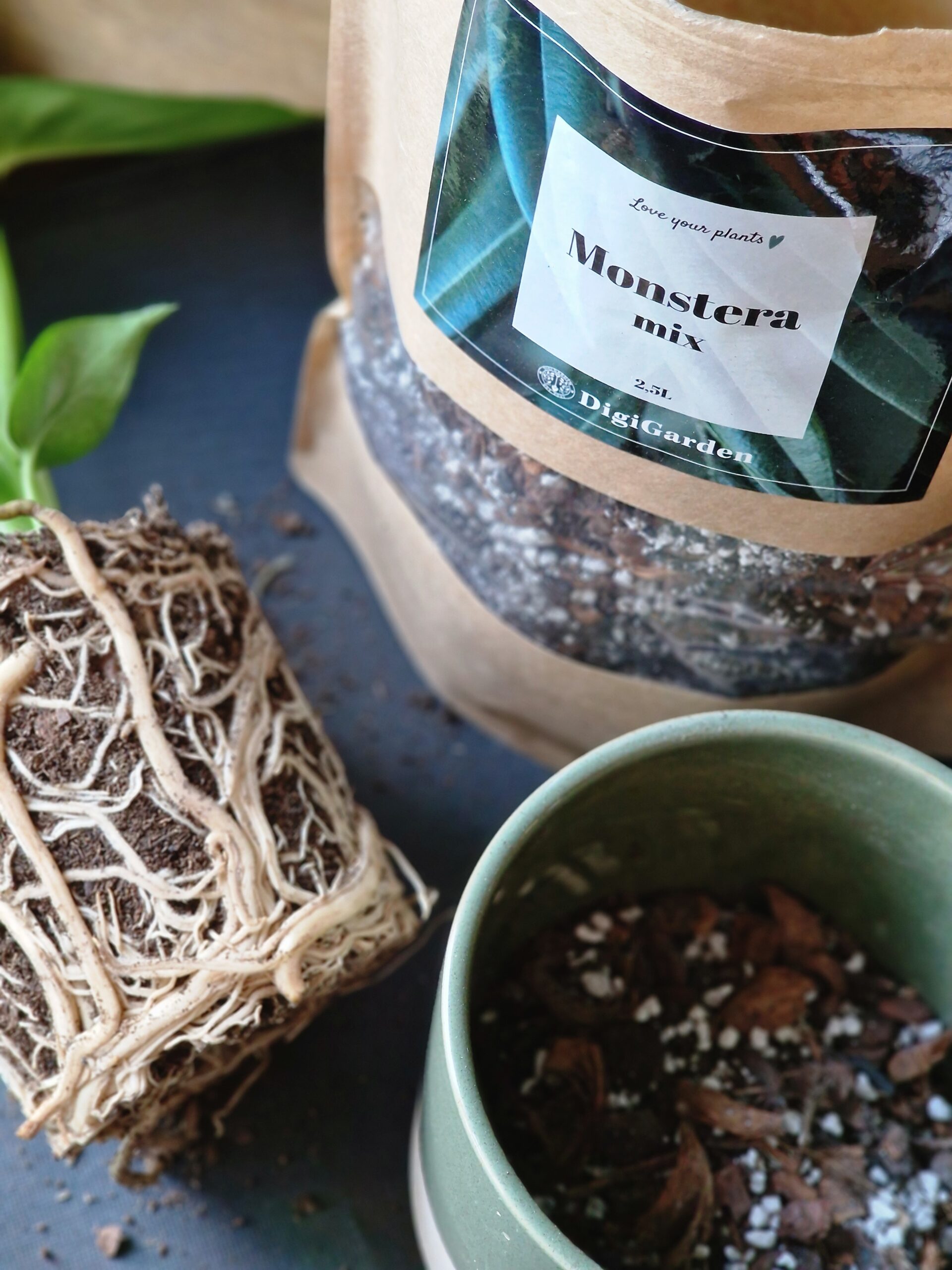 Monstera mix by DigiGarden 2,5/5L/8L - Image 3