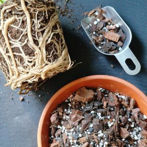 Monstera mix by DigiGarden PEIKONLEHDILLE 2,5/5L/8L