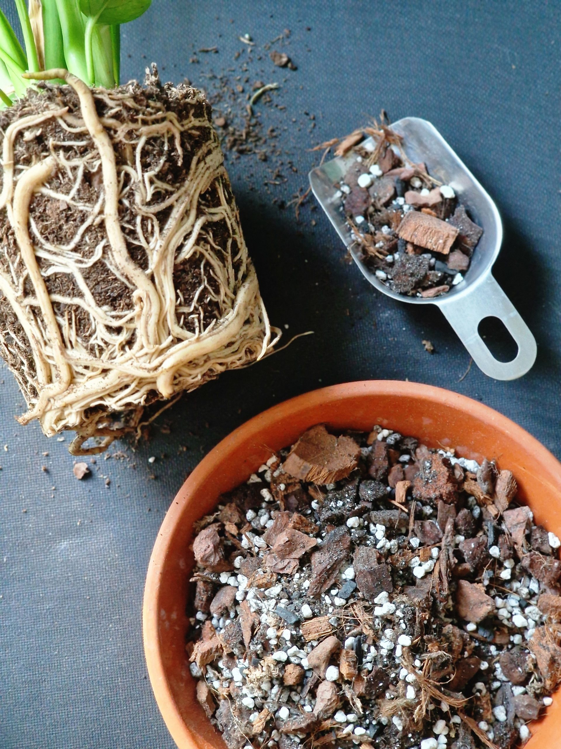 Monstera mix PEIKONLEHDILLE 2,5/5/8L