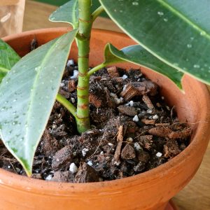 Ficus mix by DigiGarden VIIKUNOILLE 2,5/5L/8L