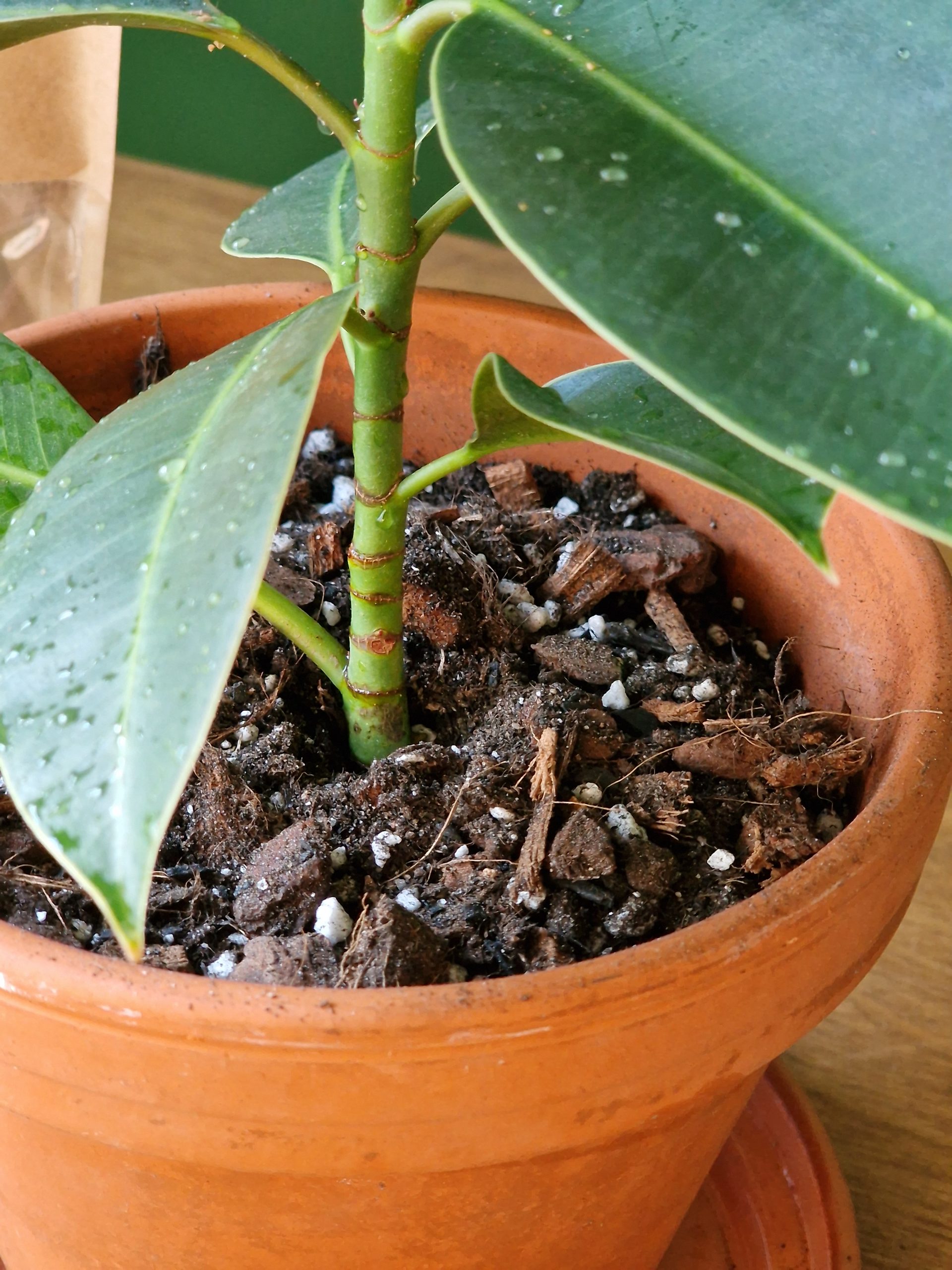 Ficus mix by DigiGarden VIIKUNOILLE 2,5/5L/8L