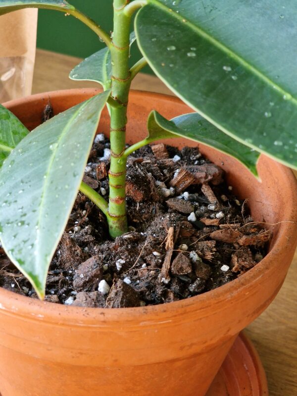 Ficus mix by DigiGarden - Image 3