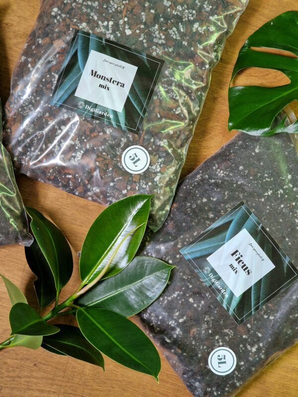 Monstera mix by DigiGarden - Image 4