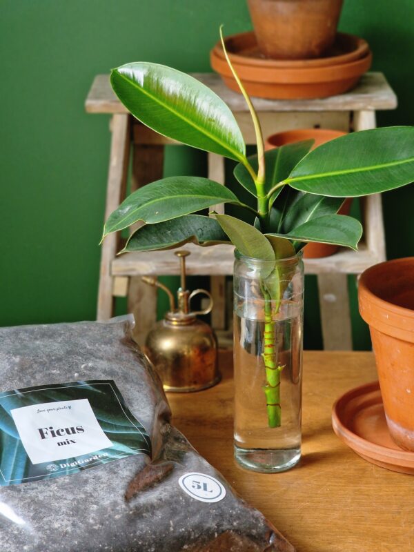 Ficus mix by DigiGarden - Image 2