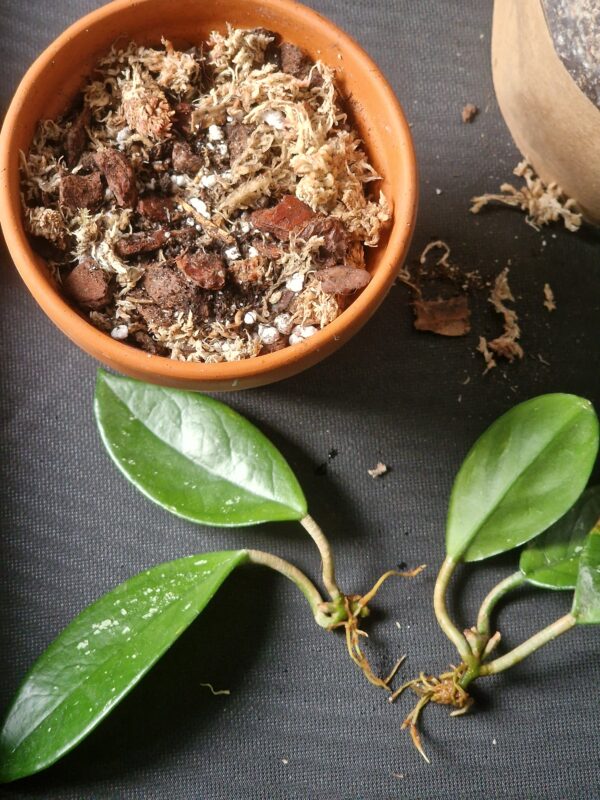 Hoya mix by DigiGarden - Image 2