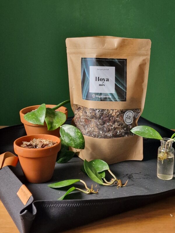 Hoya mix by DigiGarden