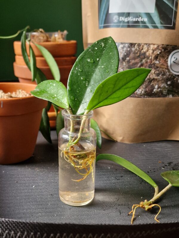 Hoya mix by DigiGarden - Image 4