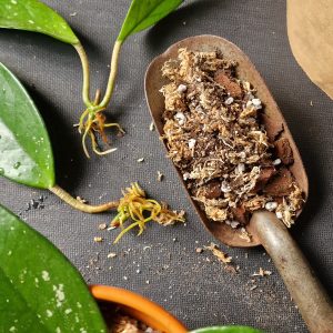 Hoya mix by DigiGarden POSLIINIKUKILLE 2,5/5L/8L