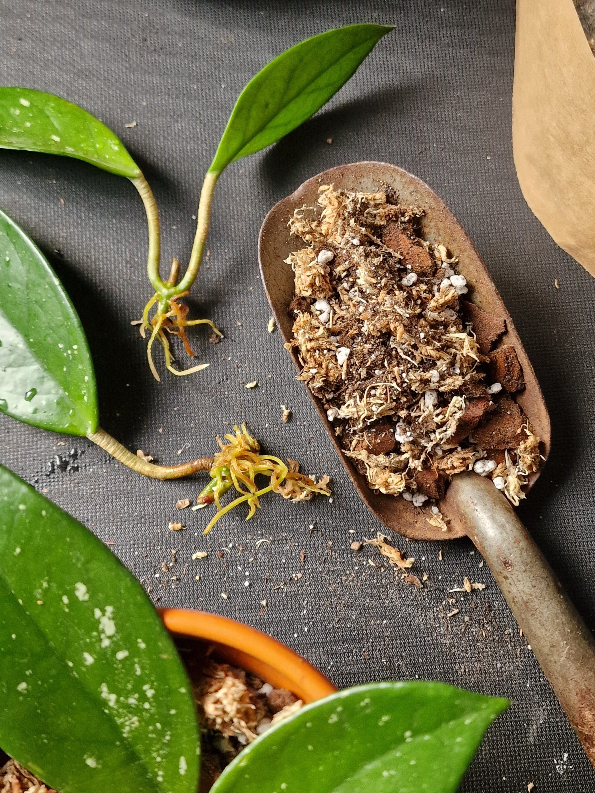 Hoya mix POSLIINIKUKILLE 2,5/5/8L