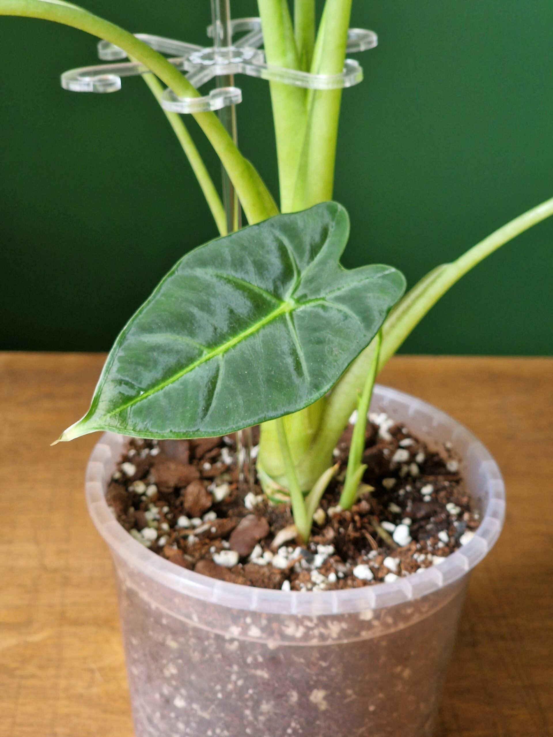 Kasvituki kirkas (3 kokoa) - Image 3