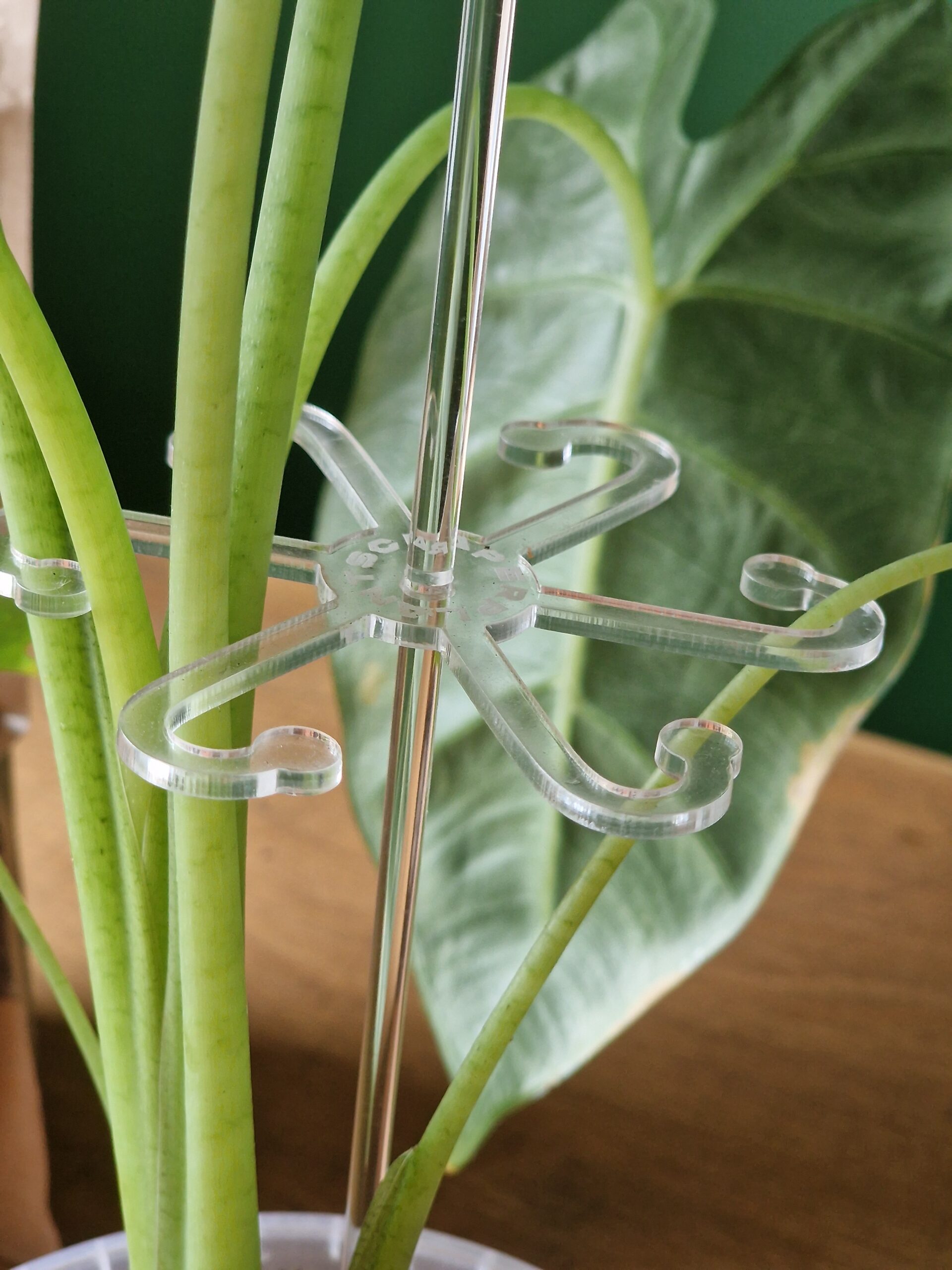 Kasvituki kirkas (3 kokoa)