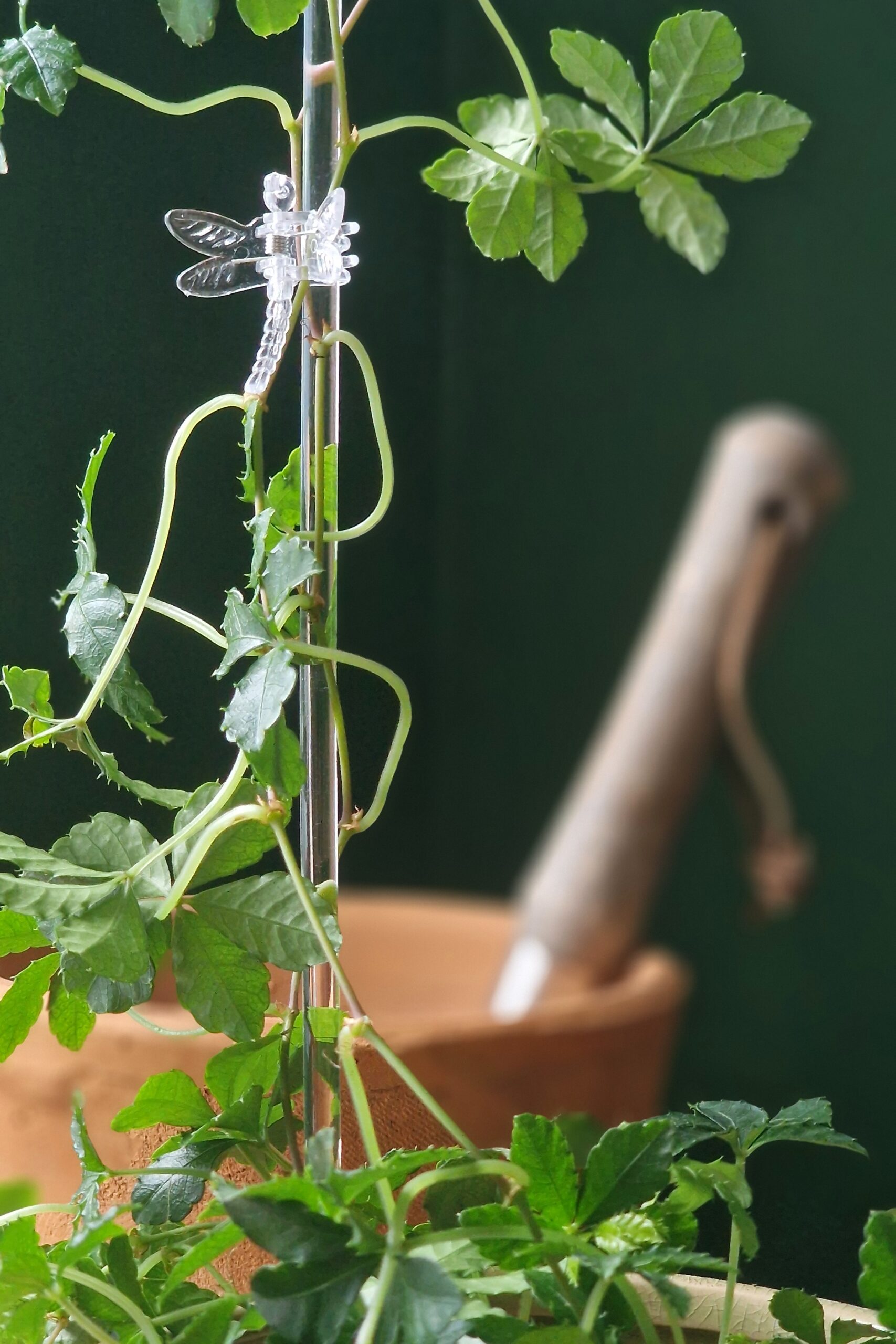 Kaarituki kirkas - Image 3