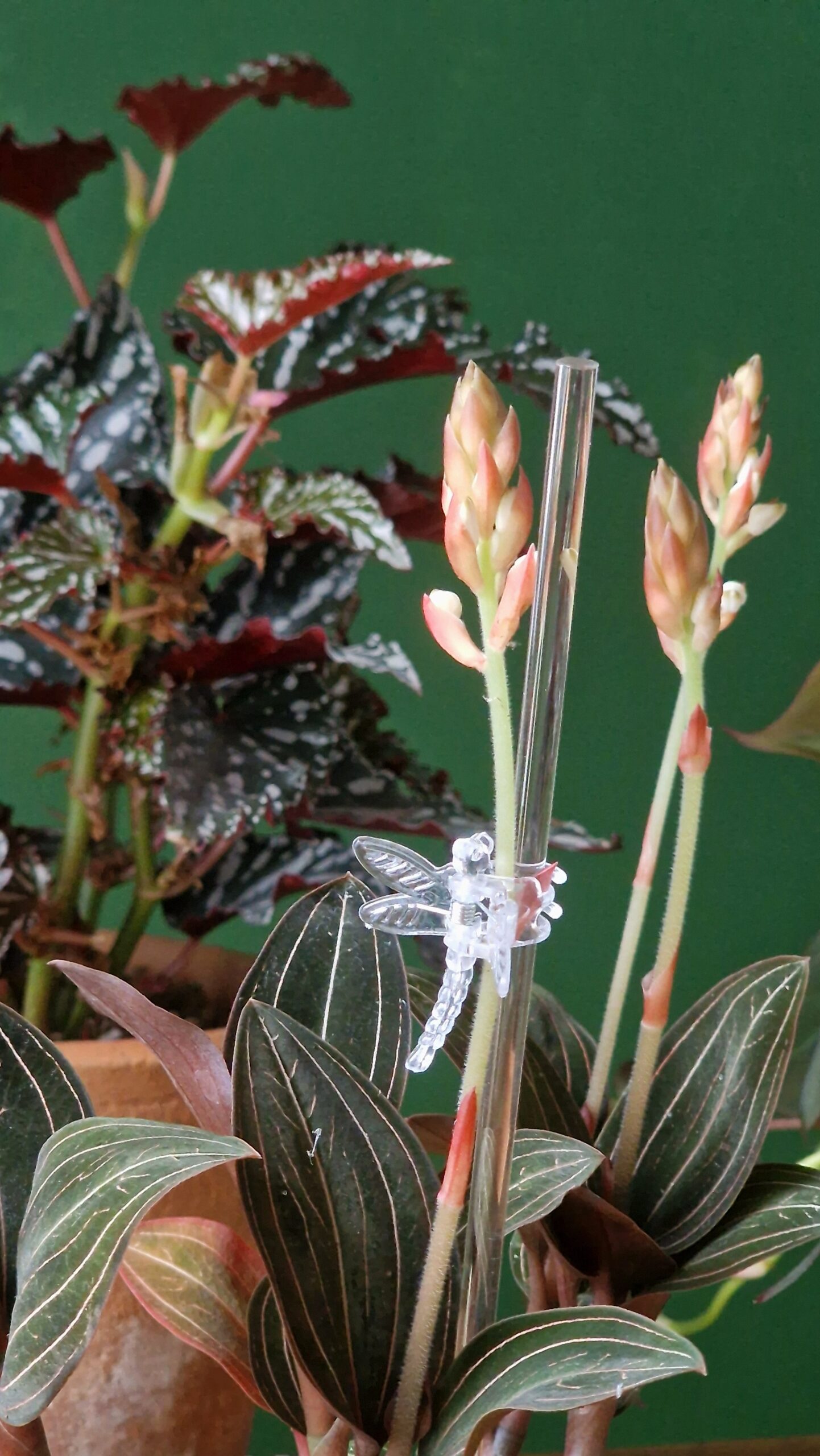 Tukikeppi kirkas - Image 2