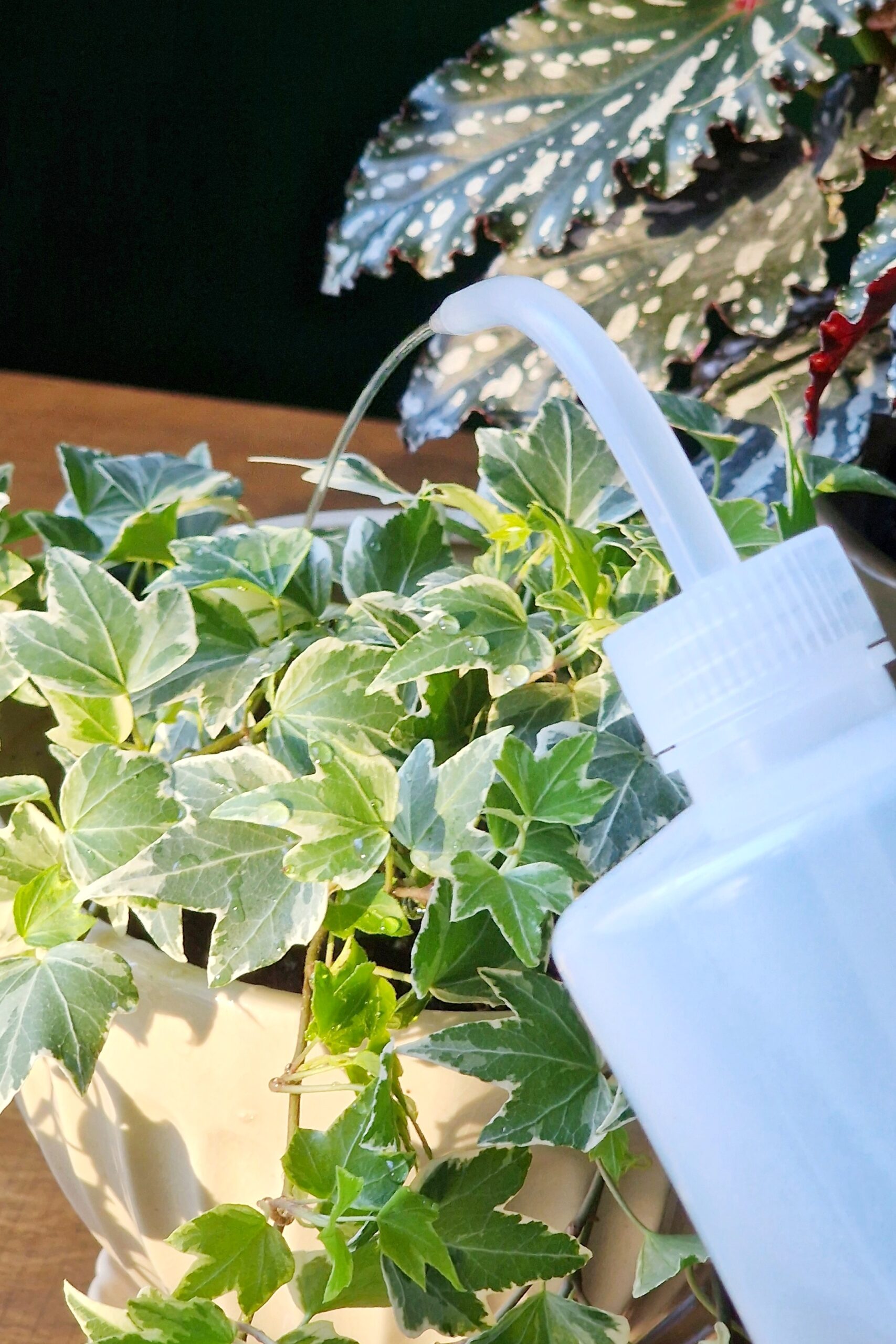 Kastelupullo nokalla - Image 2