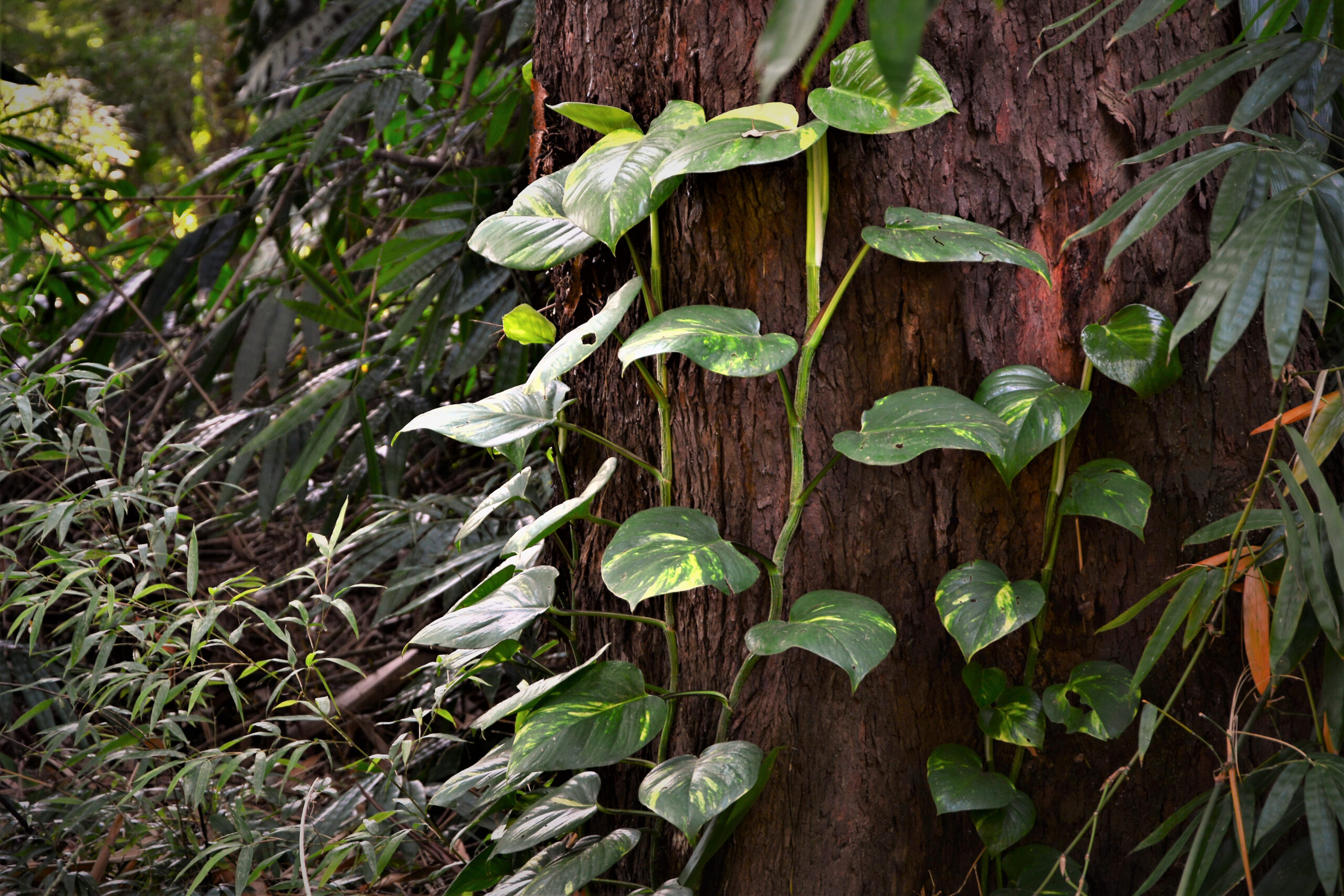 Aroid mix by DigiGarden 2,5/5L/8L - Image 7