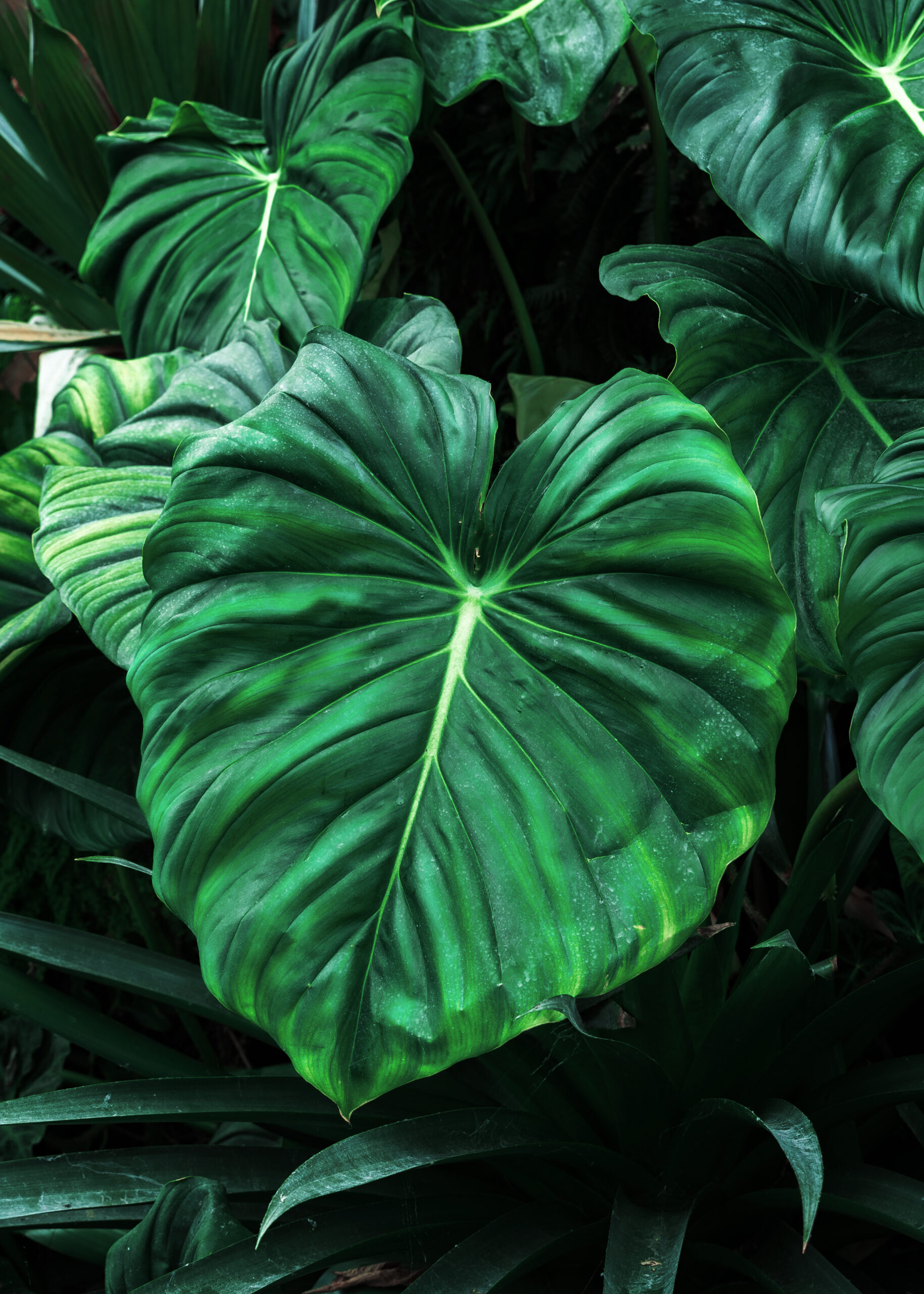 Aroid mix by DigiGarden 2,5/5L/8L - Image 6