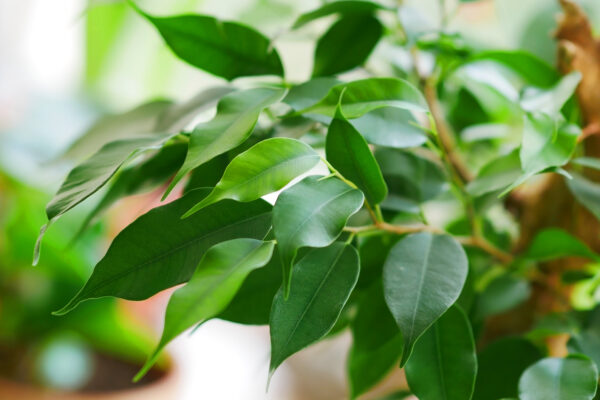 Ficus mix by DigiGarden - Image 5