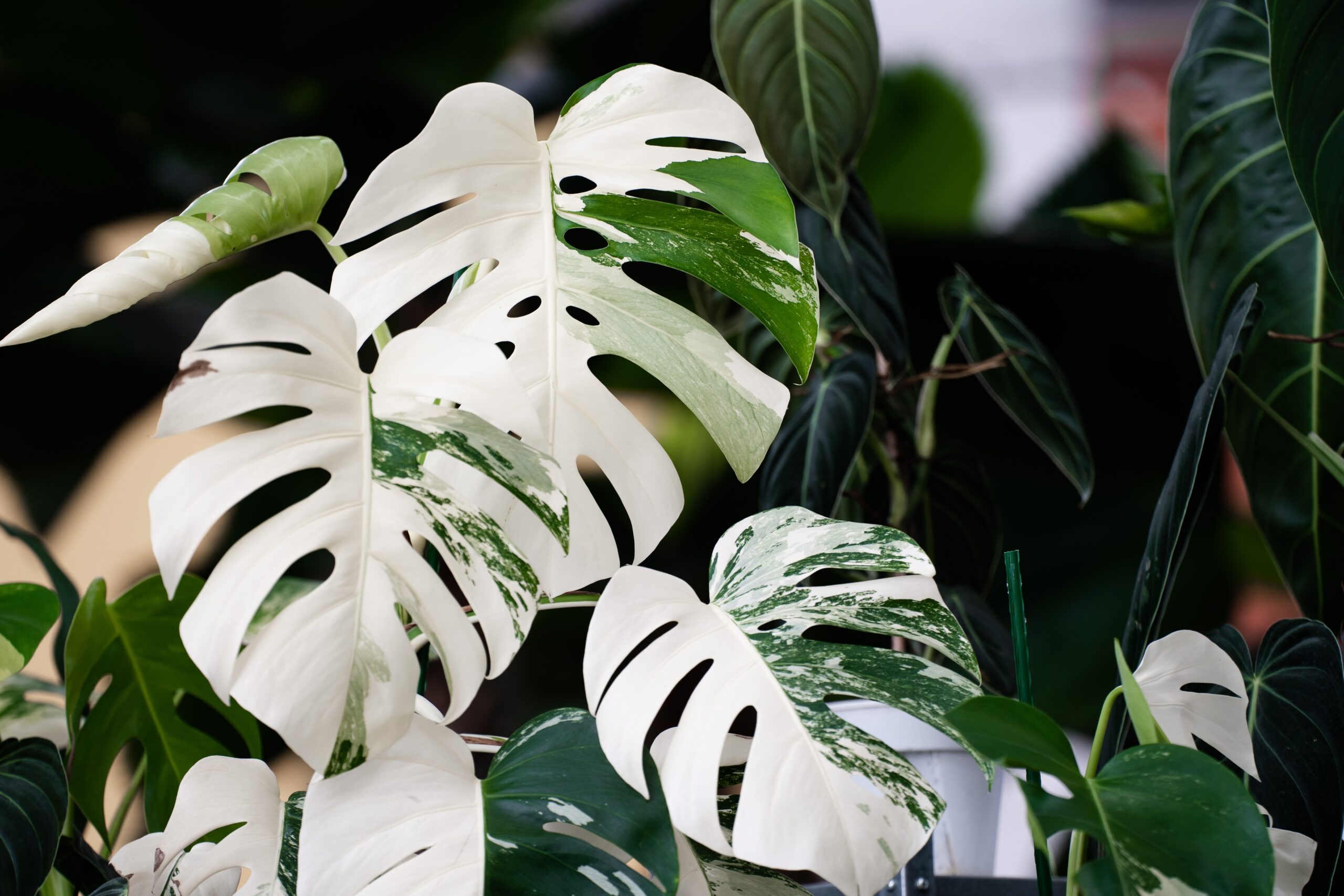 Monstera mix by DigiGarden 2,5/5L/8L - Image 7