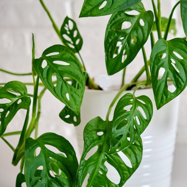 Monstera mix by DigiGarden - Image 6