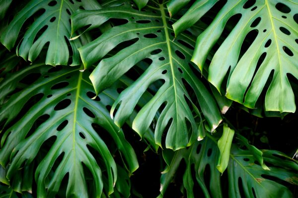 Monstera mix by DigiGarden - Image 5