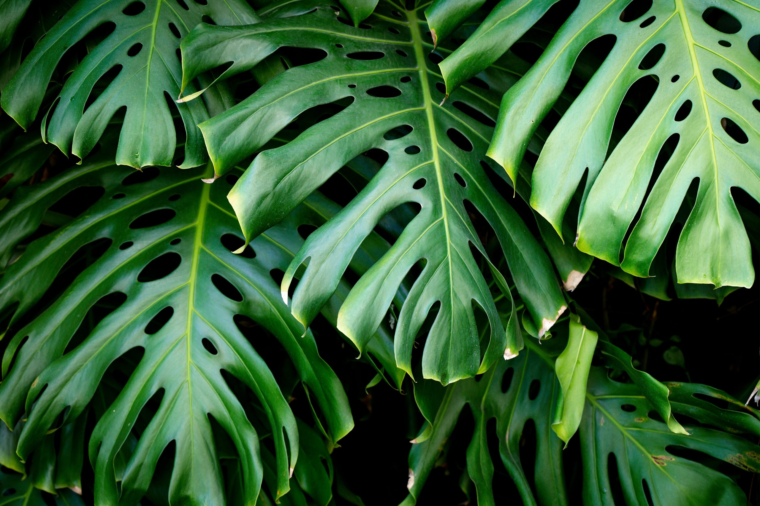 Monstera mix by DigiGarden 2,5/5L/8L - Image 5