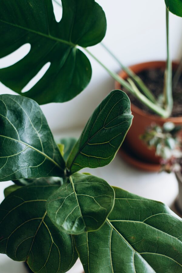 Ficus mix by DigiGarden - Image 7