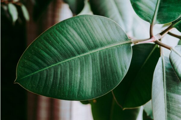 Ficus mix by DigiGarden - Image 4