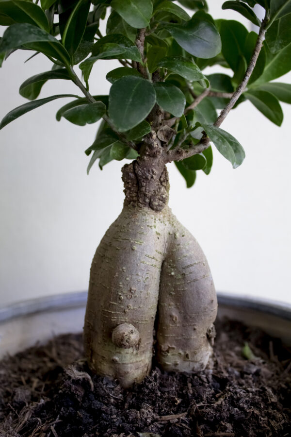 Ficus mix by DigiGarden - Image 6
