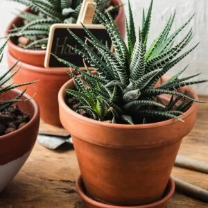 Terracotta-ruukku 4 kokoa