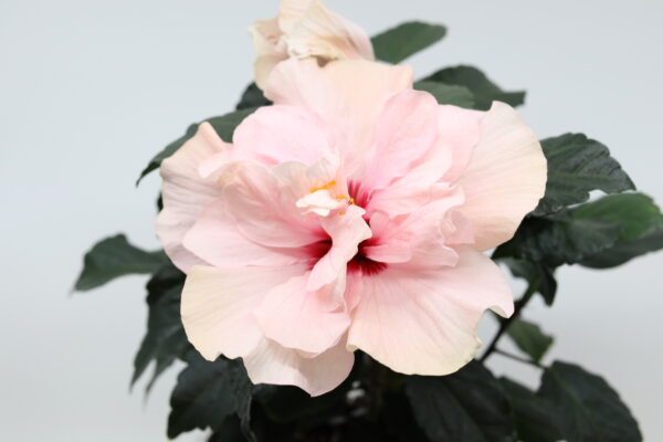 KIINANRUUSU + Hibiscus mix - Image 3