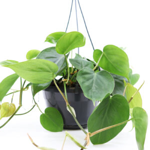 HERTTAKÖYNNÖSVEHKA amppelissa