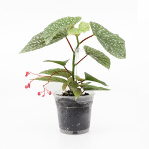 BEGONIA + Ilmava kasvualusta