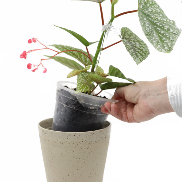 BEGONIA + Ilmava kasvualusta - Image 2