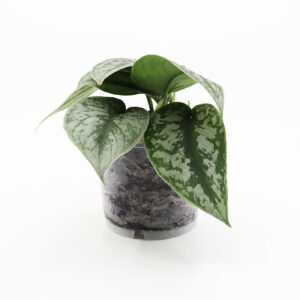 HOPEAKÖYNNÖS 'Trebie' + Aroid mix