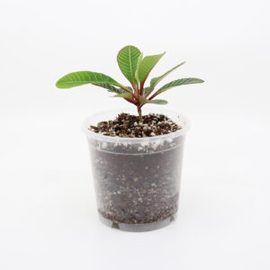 NUKKATYRÄKKI + Kaktus ja mehikasvi kasvualusta