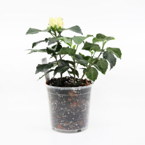 KIINANRUUSU + Hibiscus mix