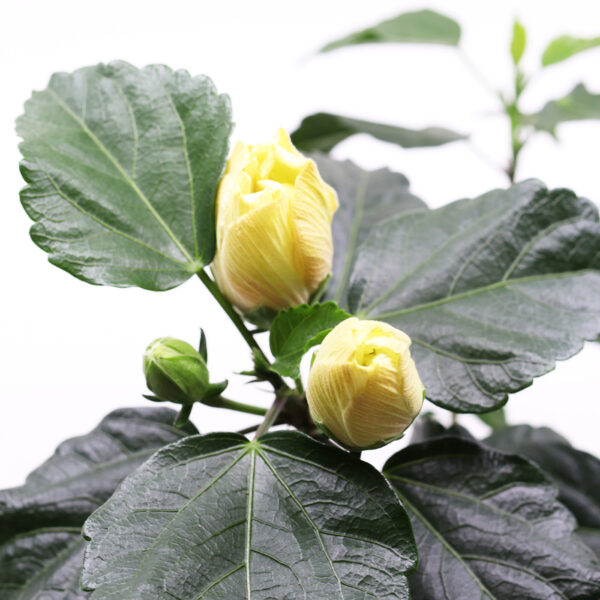 KIINANRUUSU + Hibiscus mix - Image 2