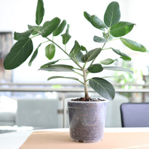 Ficus benghalensis