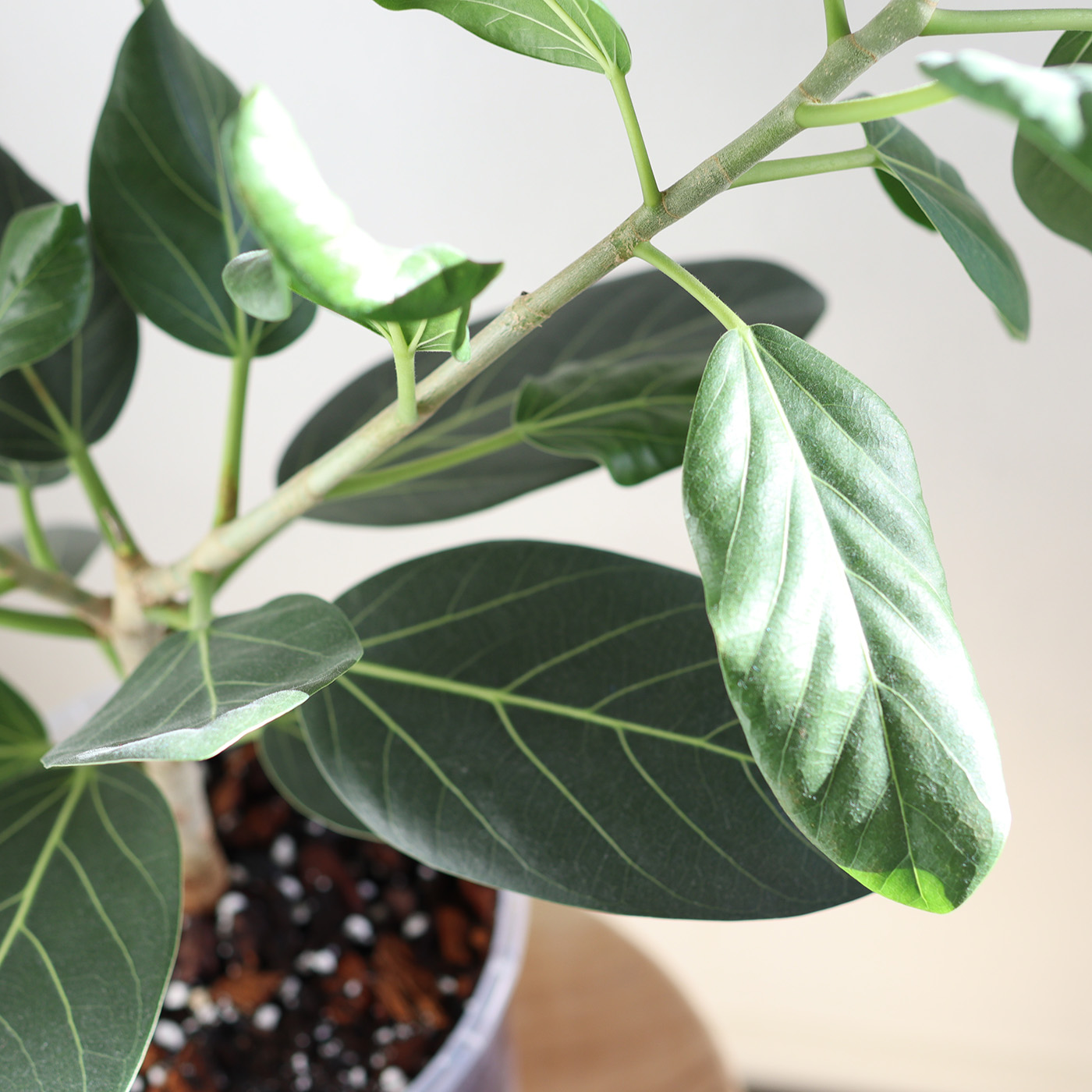 Ficus benghalensis - Image 2