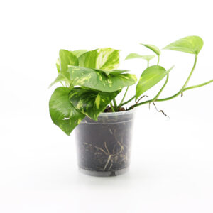 KULTAKÖYNNÖS 'Golden' + Aroid mix