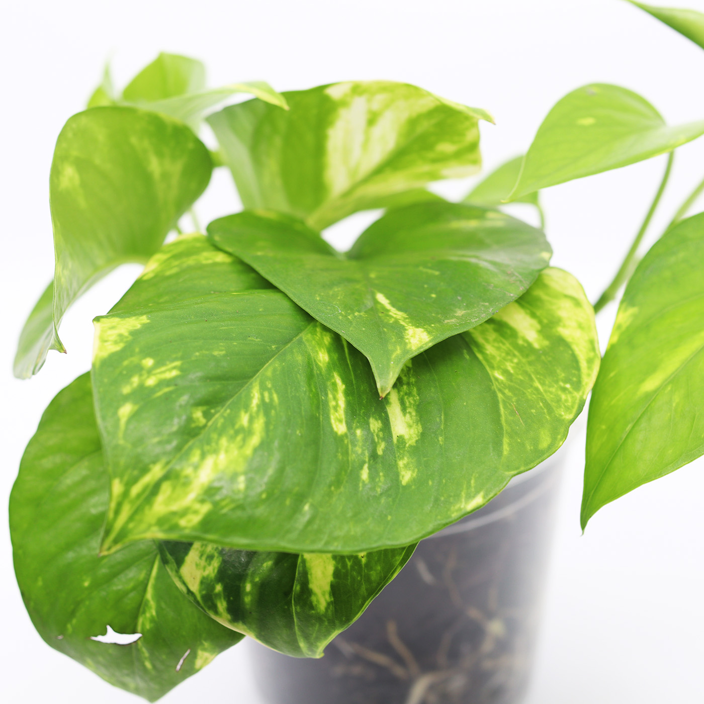 KULTAKÖYNNÖS 'Golden' + Aroid mix - Image 2