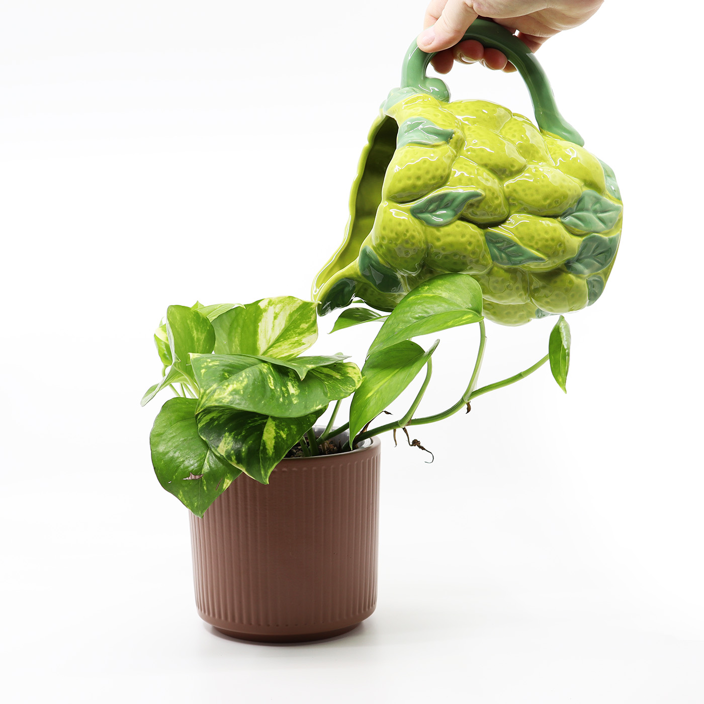 KULTAKÖYNNÖS 'Golden' + Aroid mix - Image 3