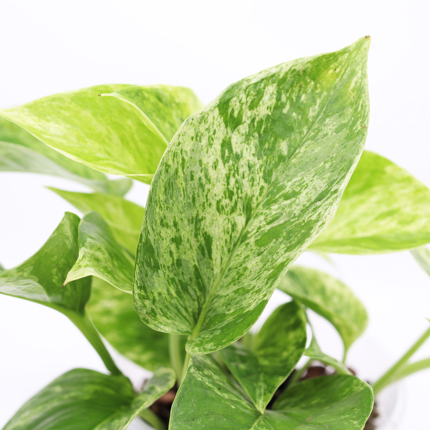 KULTAKÖYNNÖS 'Marble queen' + Aroid mix - Image 2