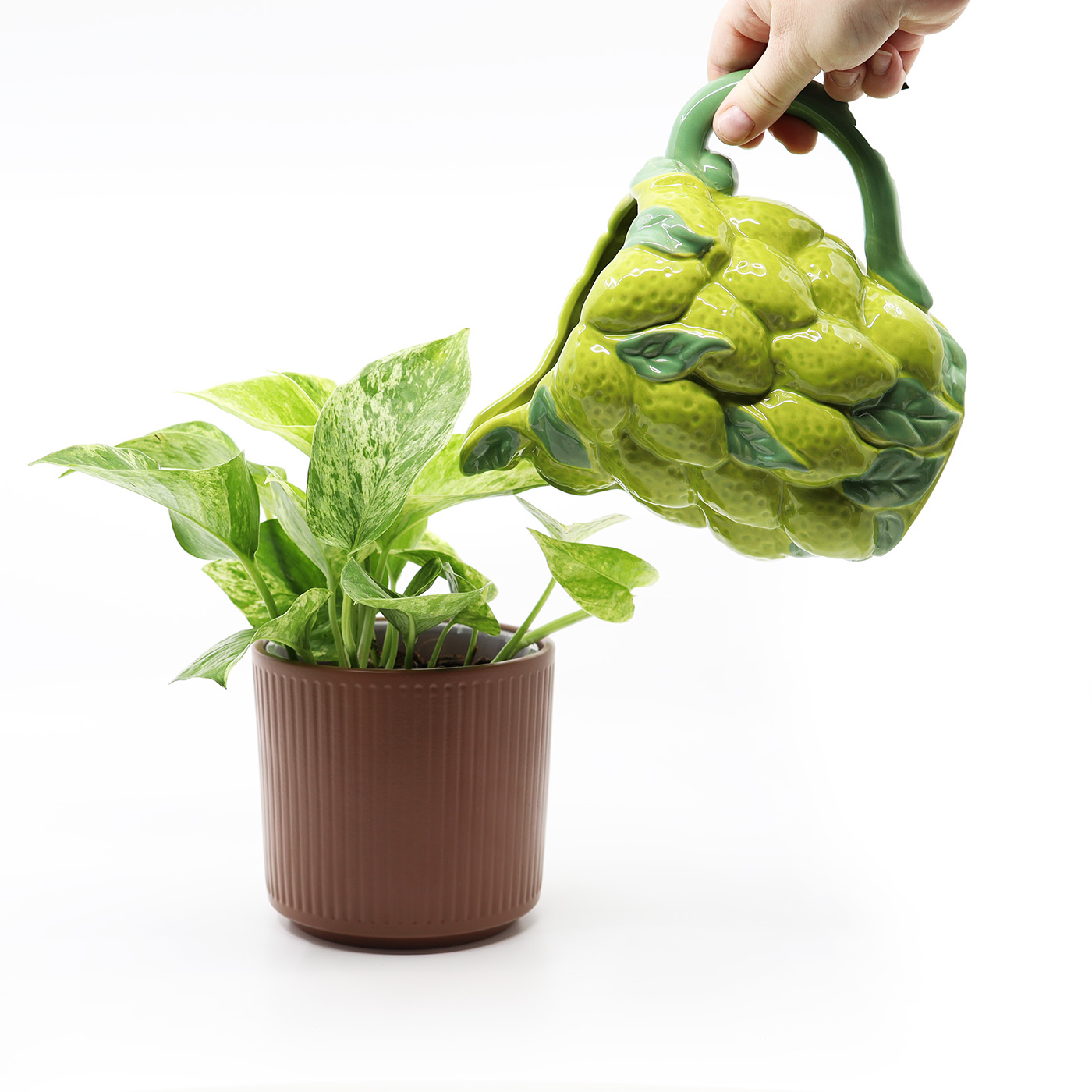 KULTAKÖYNNÖS 'Marble queen' + Aroid mix - Image 3