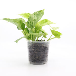 KULTAKÖYNNÖS 'Marble queen' + Aroid mix