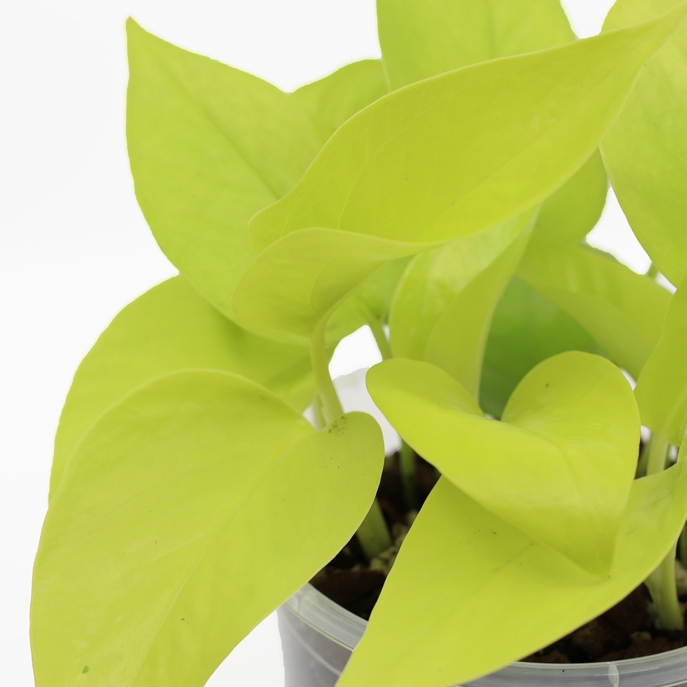 KULTAKÖYNNÖS 'Neon' + Aroid mix - Image 2